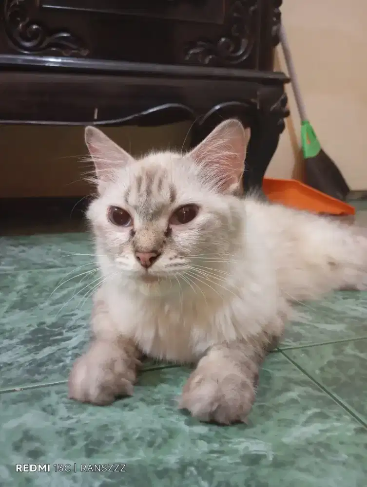 OPEN ADOPT INDUKAN KUCING RAS Neva Masquerade,NEGO.
