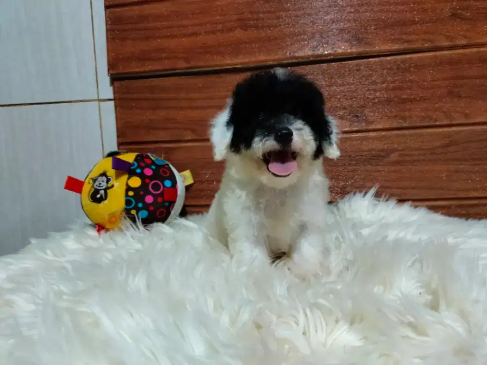 Jual anjing poodle