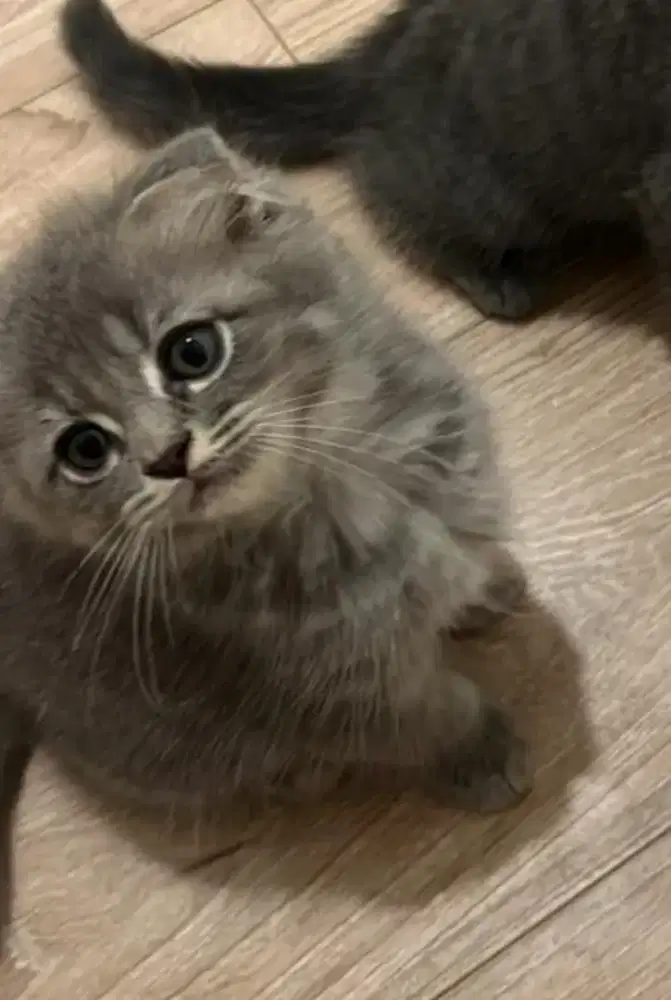 Jual Cepat! Scottish Fold