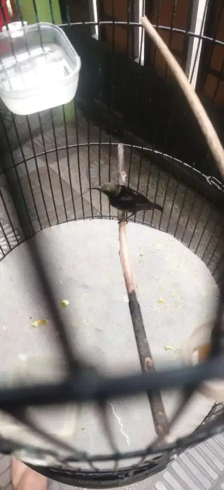 Kolibri ninja trotol dada coklat gacor