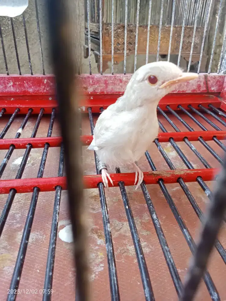 Murai batu trotol albino mata merah