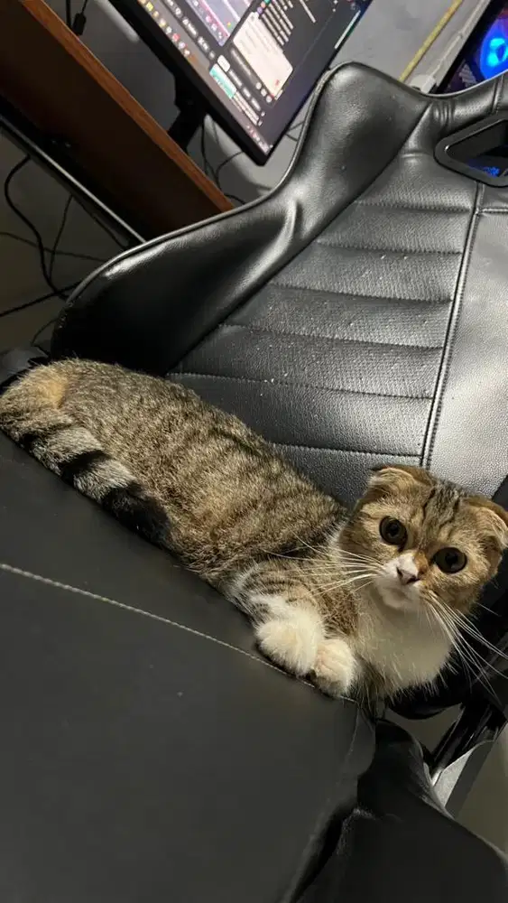 Gaelic betina usia 9/10 bulan