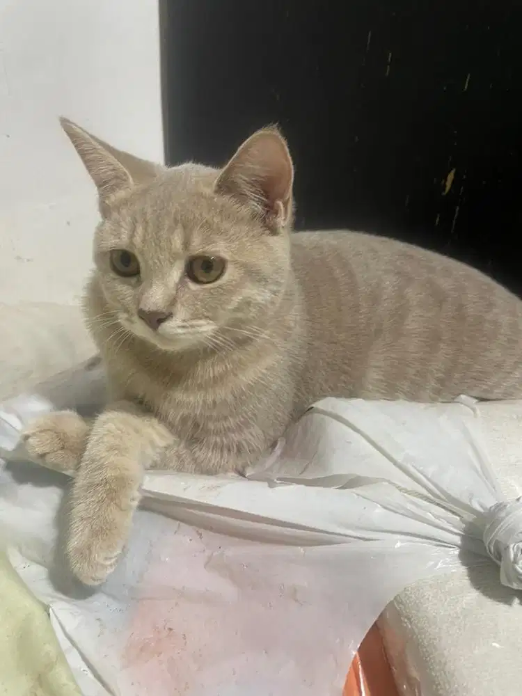 Kucing british shothair