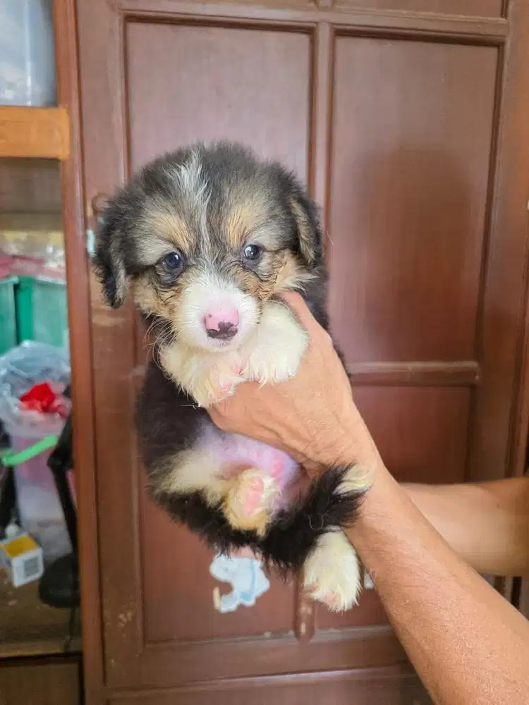 CORGI STAMBUM JANTAN DAN BETINA UMUR 1,5 BULAN