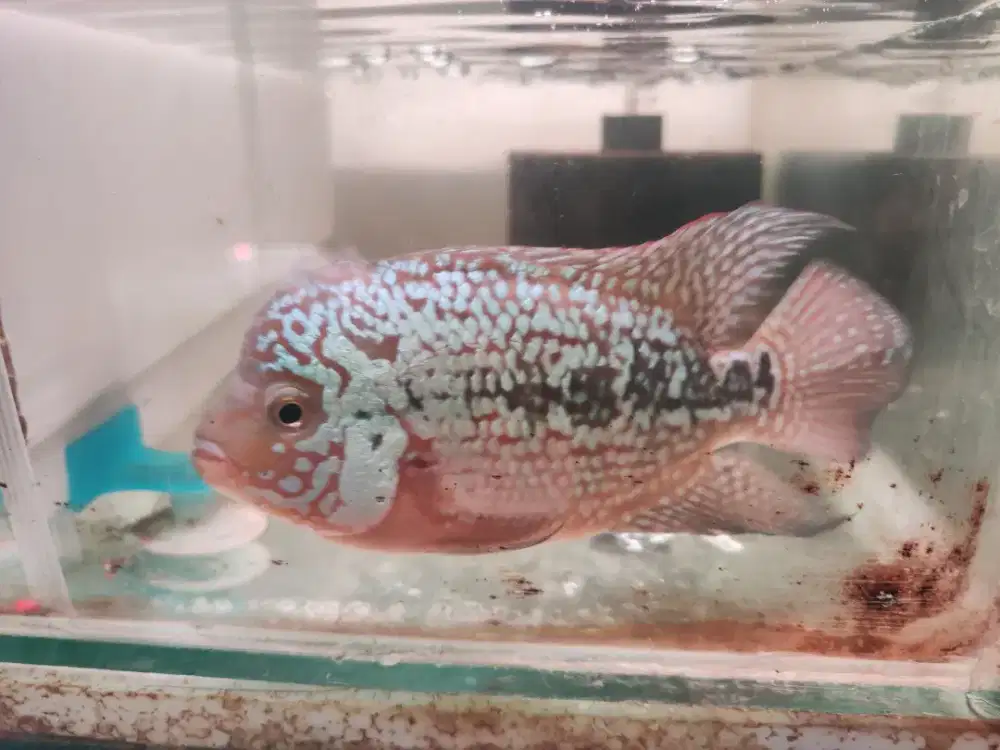 Ikan Hias Louhan kamfa