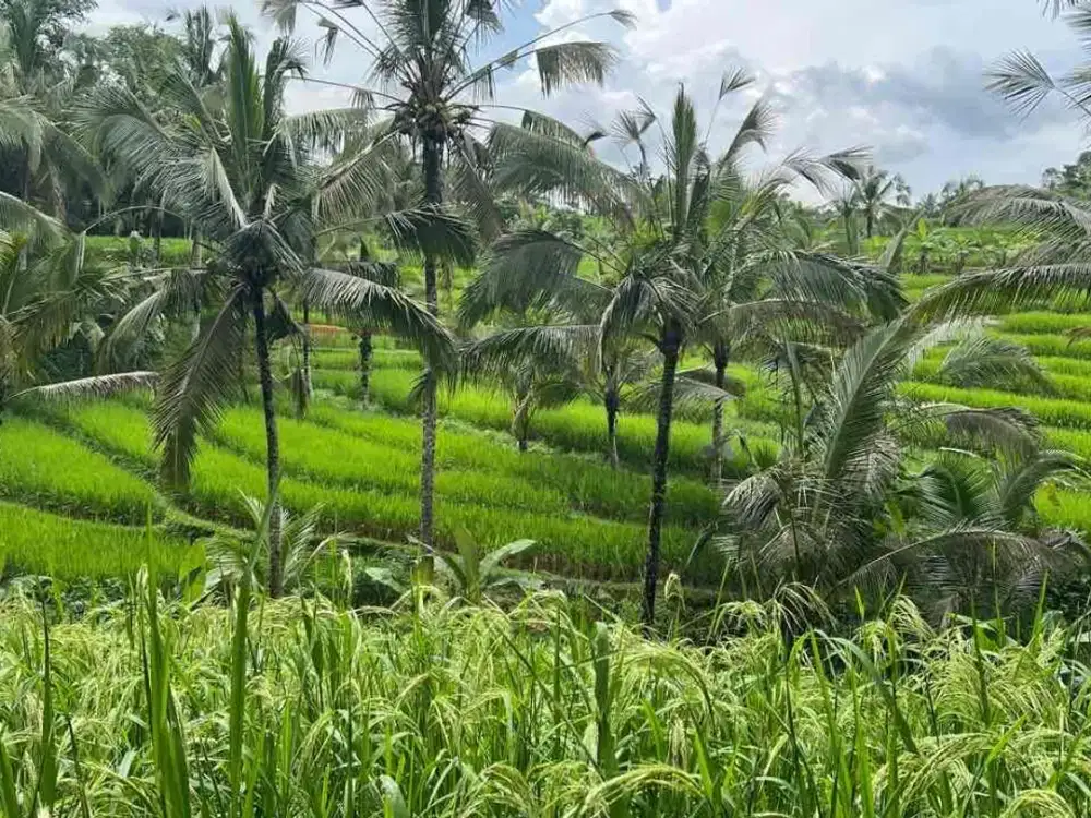 Di jual tanah kebun produktif dengan view sawah