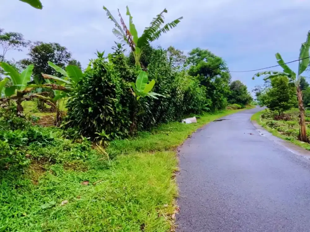 Tanah Kebun Datar Teh dan Manggis Pinggir Jalan di Wanayasa Purwakarta