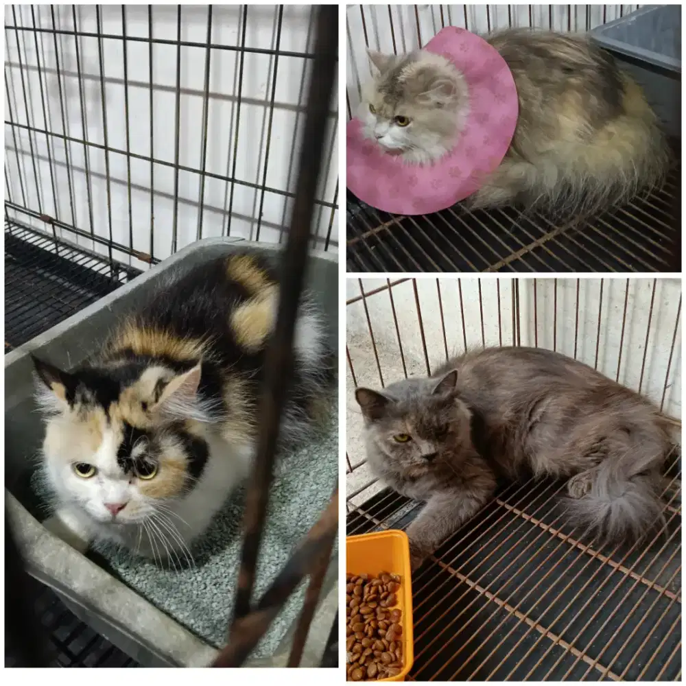 indukan persia super