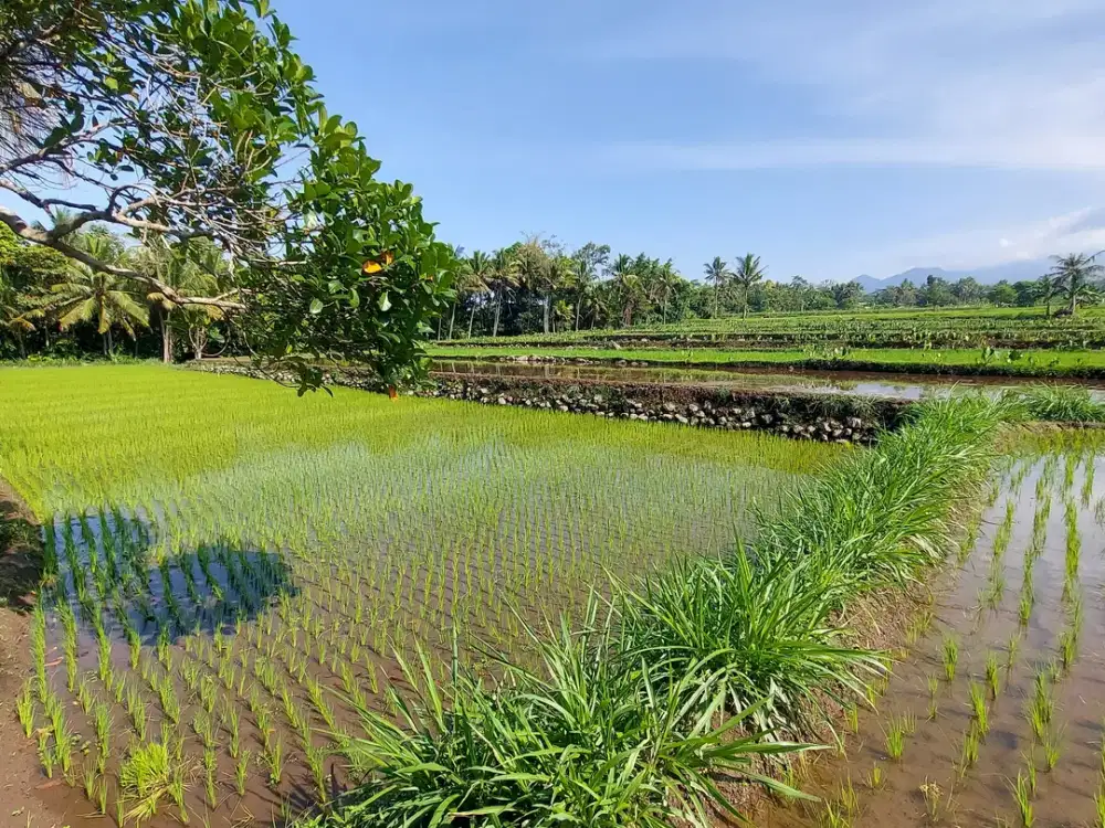 Dijual Tanah view merapi di jl. PAKEM cangkringan Jogja