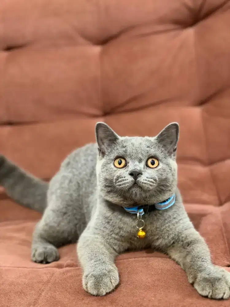 Kucing British Shorthair Blue Jantan