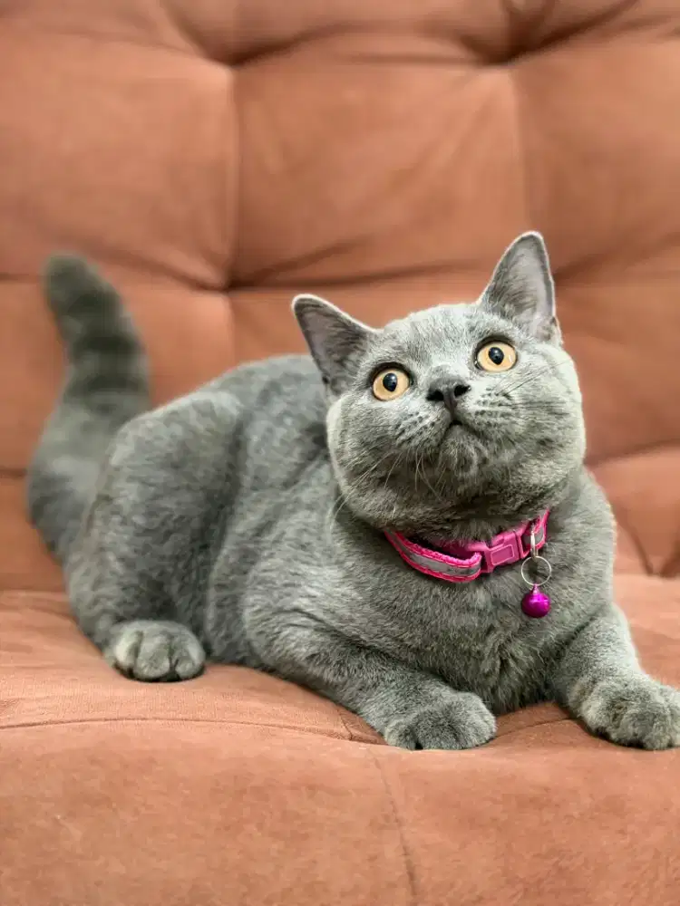 Kucing British Shorthair Blue Jantan