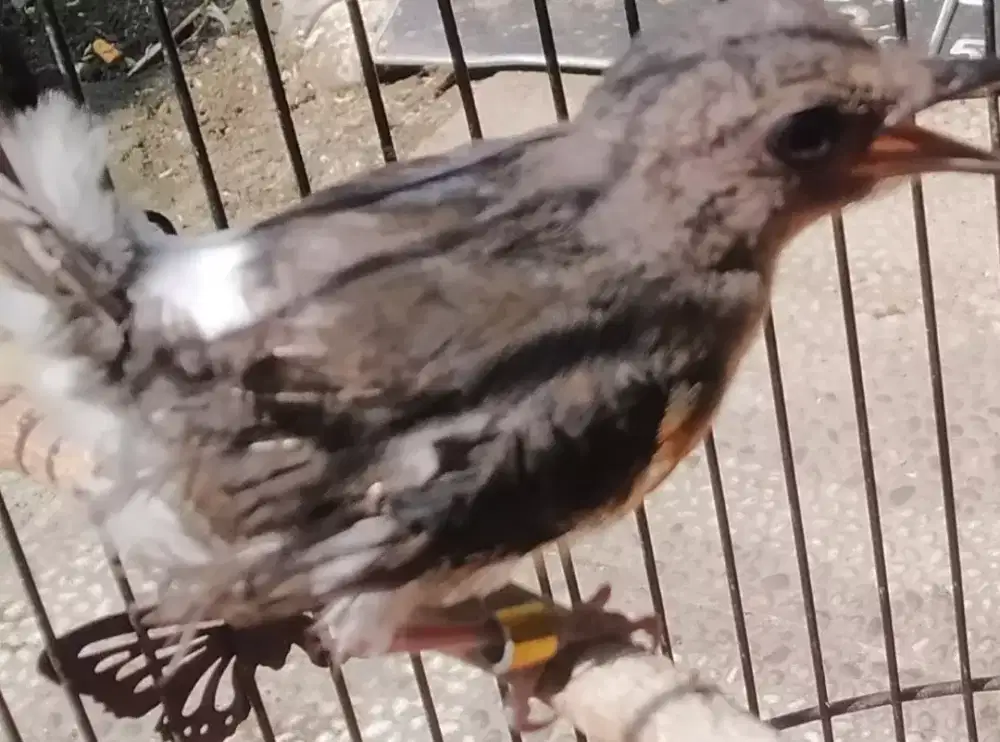 Murai batu betina trah blorok selat putih