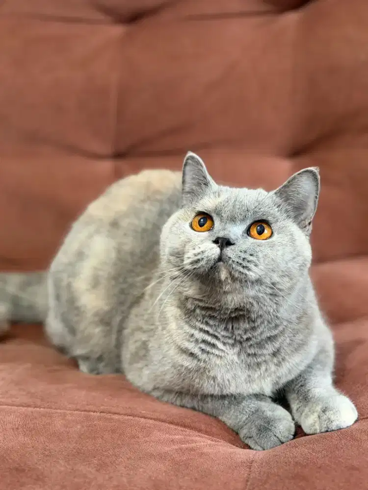 Kucing British Shorthair betina