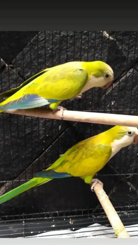 Monk Parakeet (quacker parrot) indukan warna cinnamon mutasi