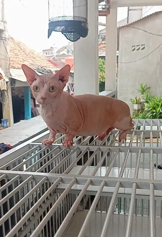 SPHYNX MUNCHKIN (BAMBINO)