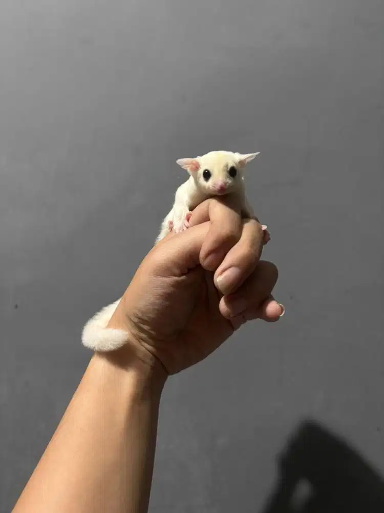 Sugar glider joey platinum dan leucistic het tpm
