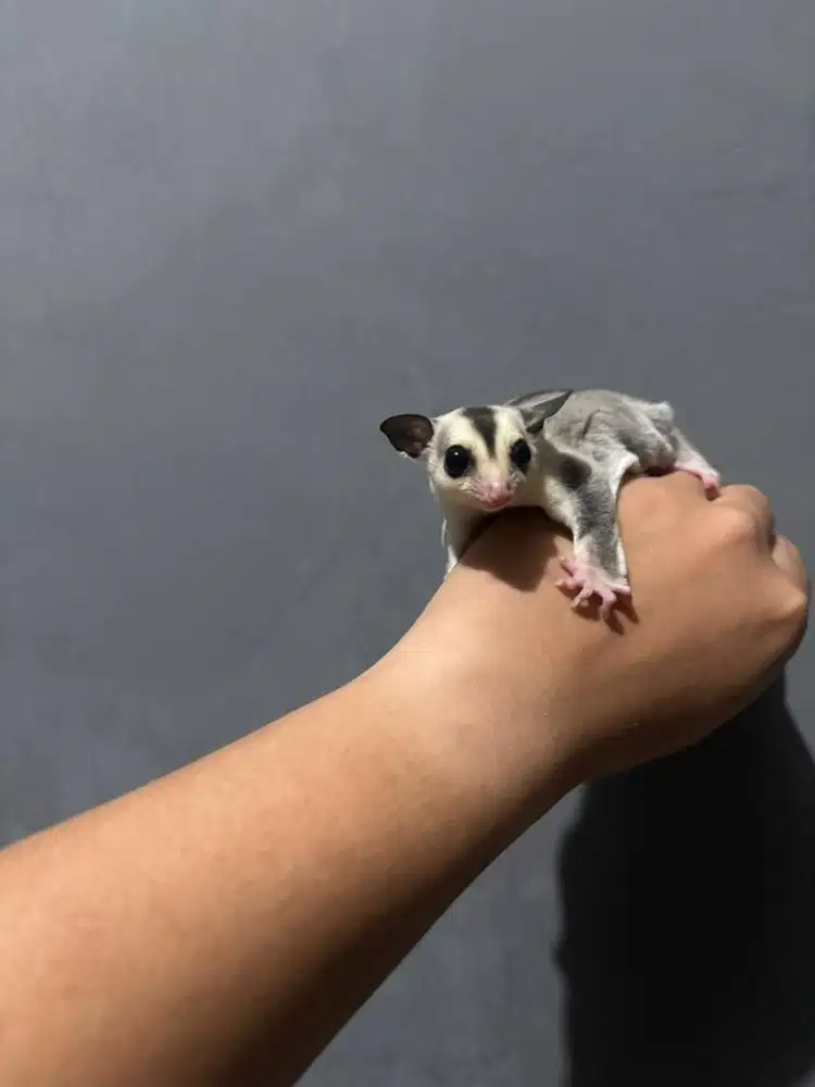 Sugar glider joey 2,5 bln platinum het tpm