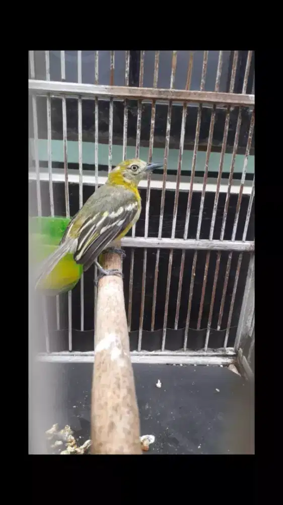 Burung Sirtu sama Kandang
