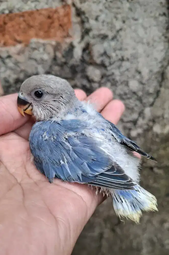 Lovebird Nonklep violet