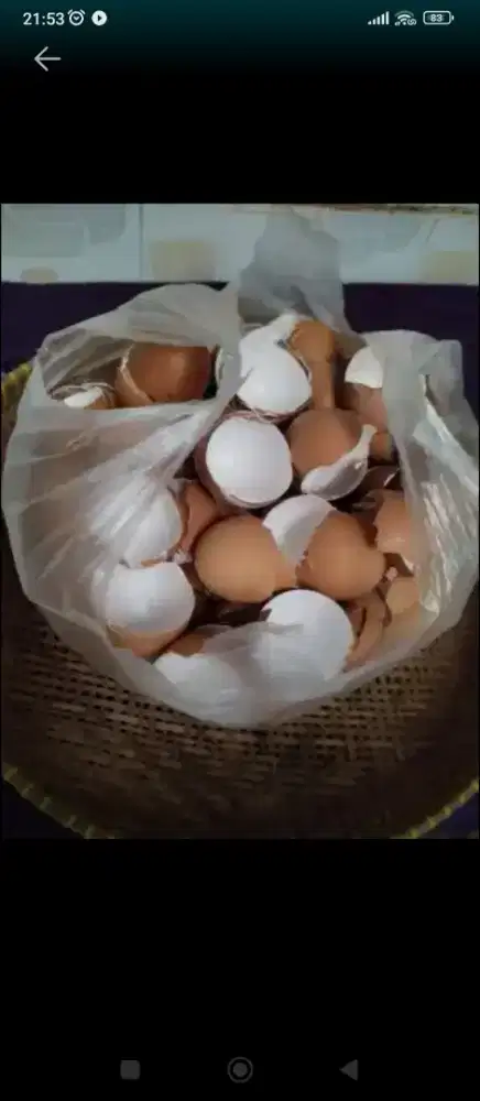 Cangkang Telur Ayam Siap Pakai