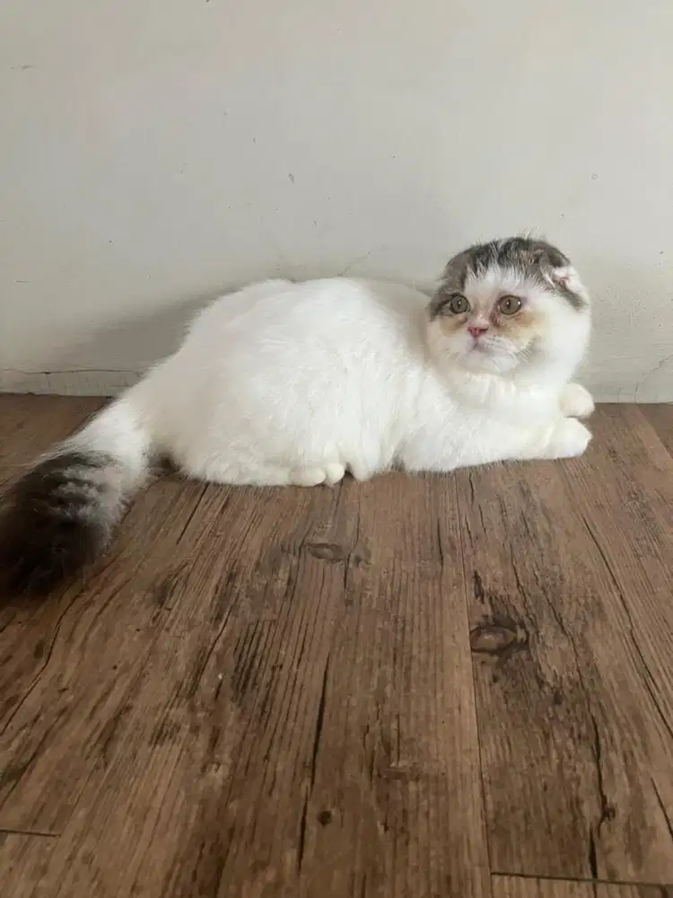 Kitten Scottish Fold Triple Bicolor Kucing