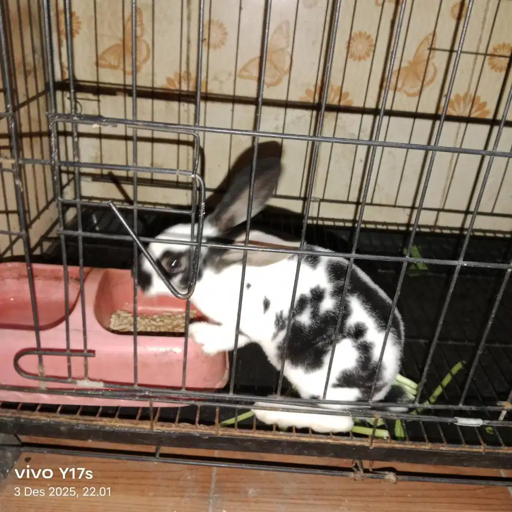 Kelinci betina putih hitam