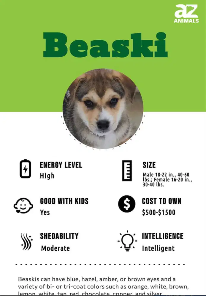 Anjing Beaski (Beagle Huski)