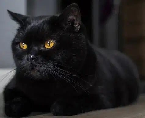 Scottish straight manja banget pet only