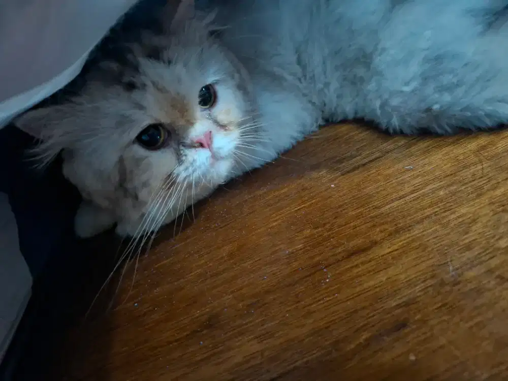 Kucing Jantan Flatnose