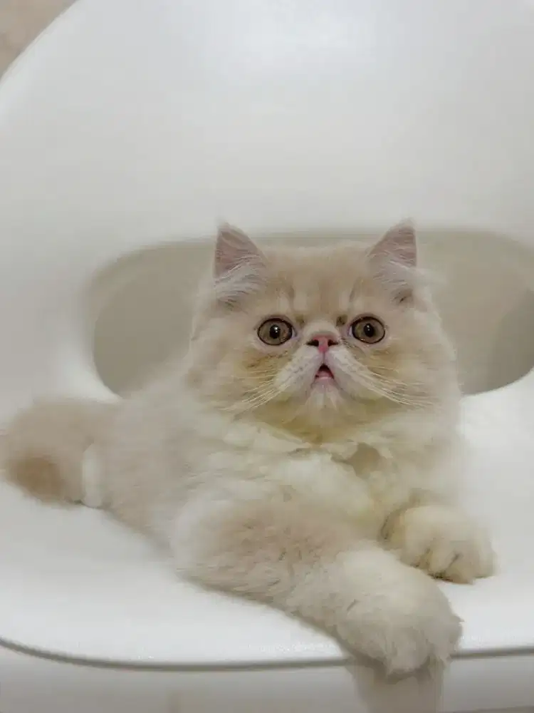 KITTEN PERSIA PEAKNOSE JANTAN CREAM & WHITE