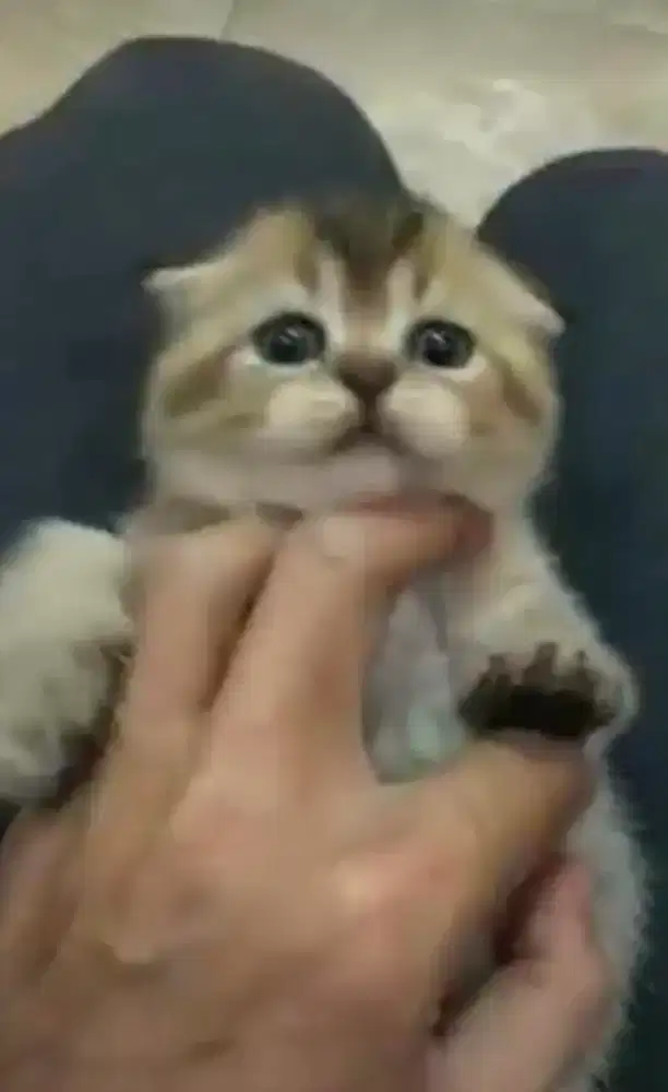 Kucing betina scottish fold, kucingbsh, kucing persia