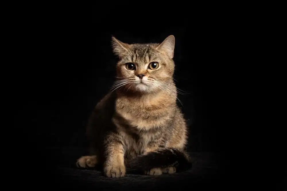 Kucing scottish betina staight black golden tabby