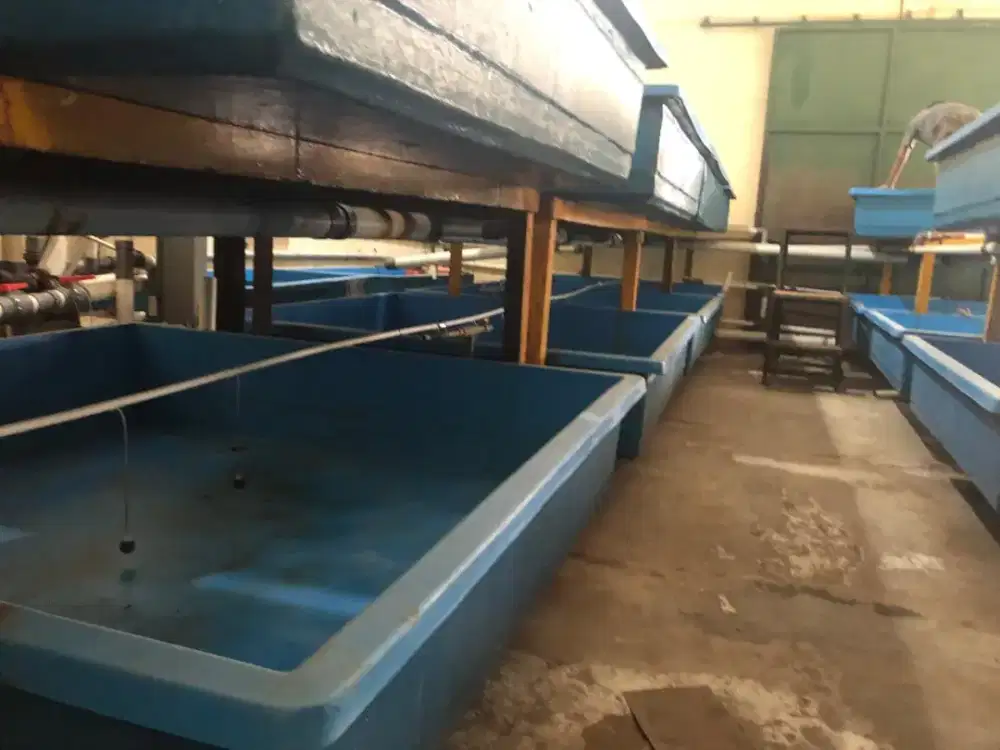 jual bak fiber bekas penangkaran lobster