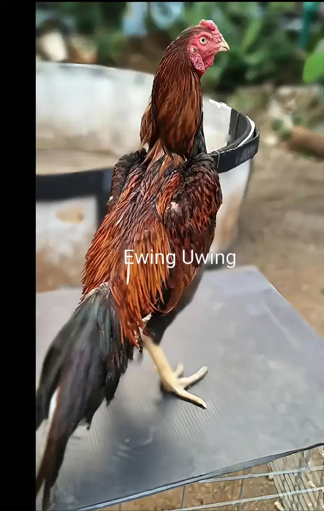 Ayam Bangkok Edisi SHAMO JEPANG PETARUNG