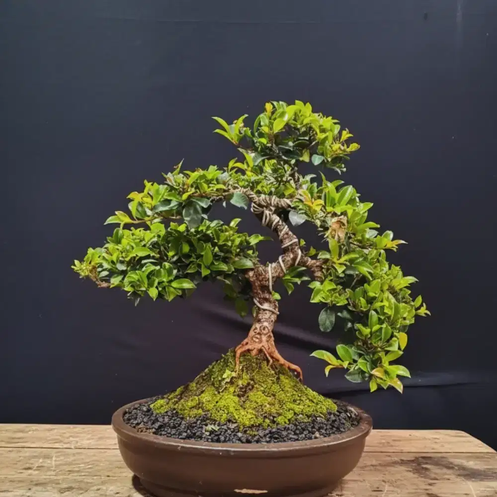 Bonsai Jambu lilipili