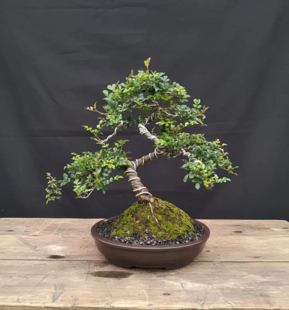 Bonsai kalimantan