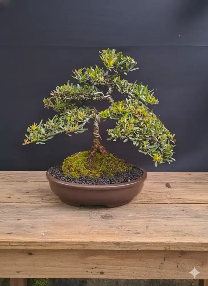 Bonsai pirakanta