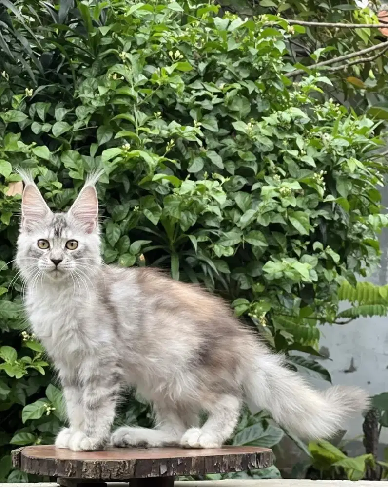 Kucing mainecoon pure line import