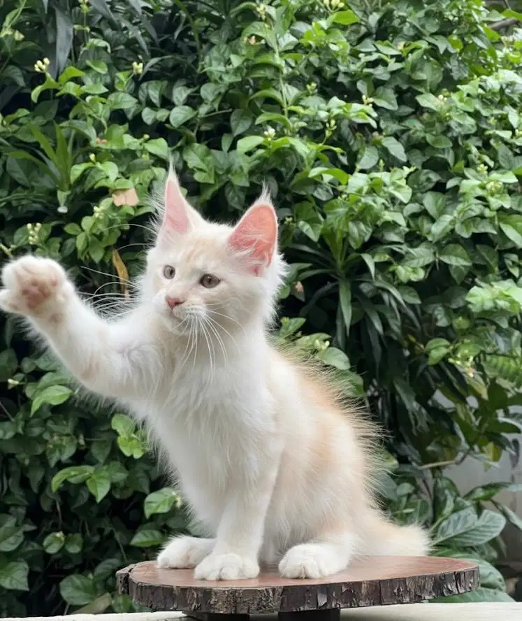 Kucing mainecoon pure line import