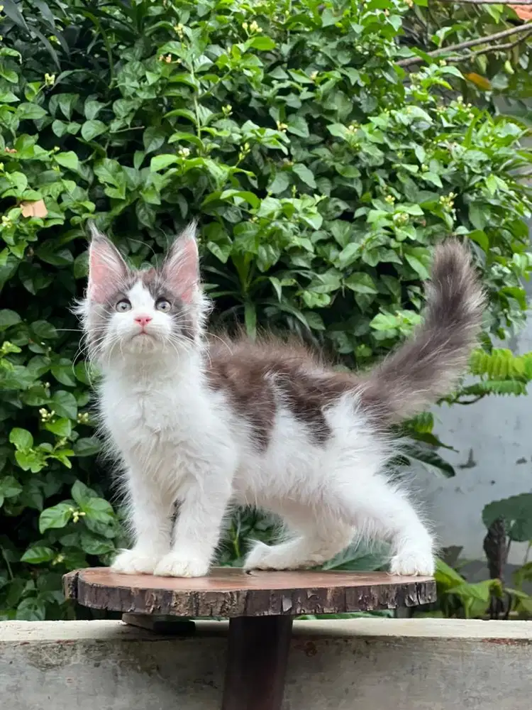 Kucing mainecoon pure line import