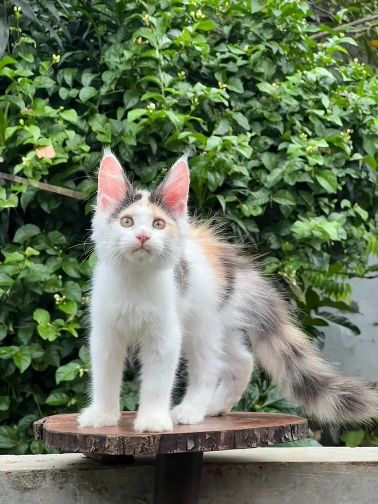 Kucing mainecoon pure line import
