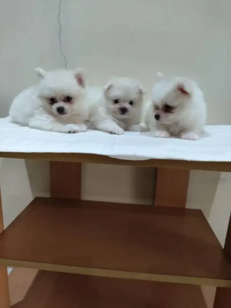 Ready for adopt poodle, maltese, yorkshire