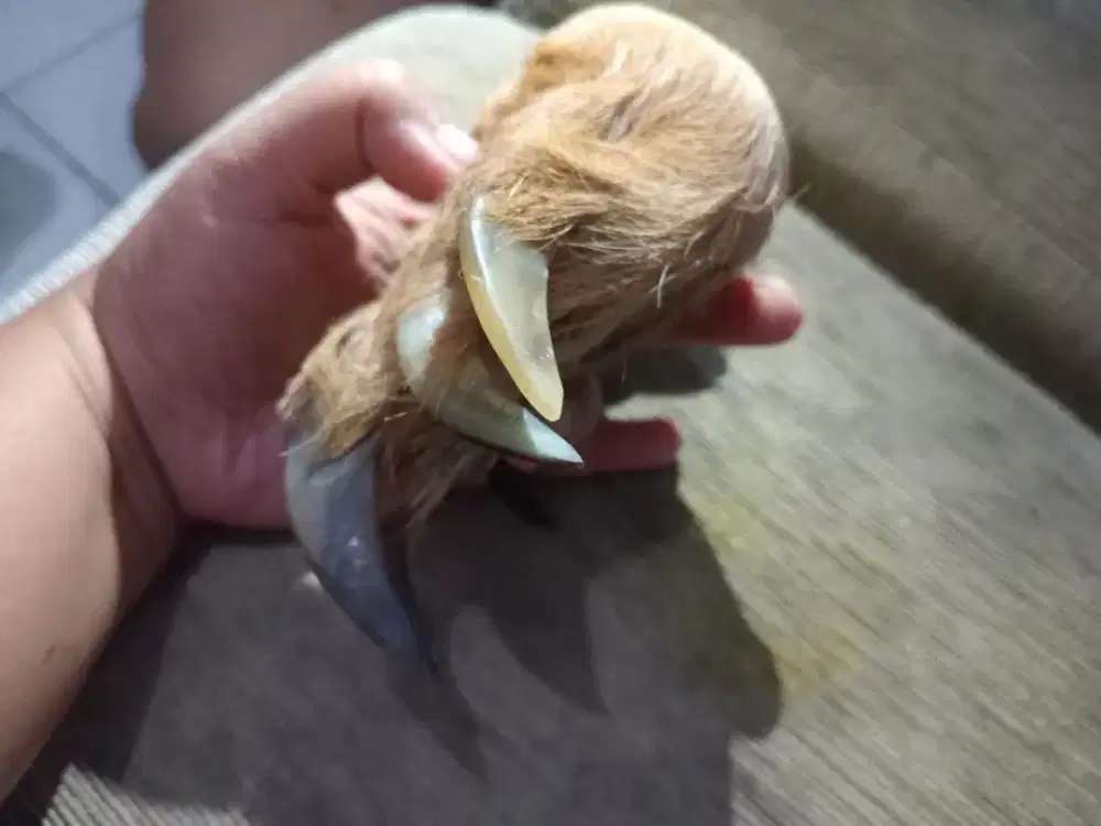 Koleksi cha khar Mha chan antik peninggalan Mbah kuno bekas.