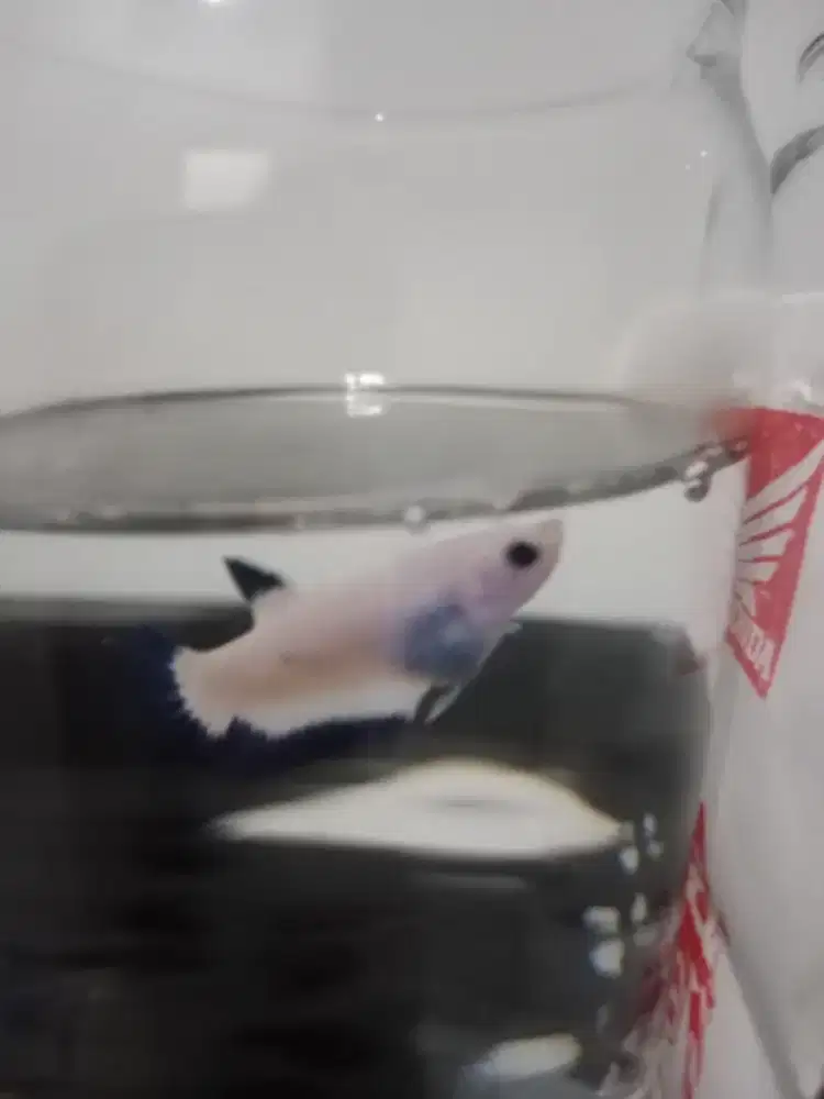 Borong ikan cupang blue rim