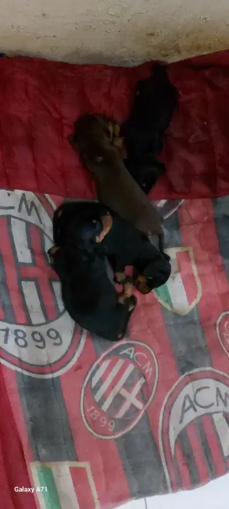 Jual baby pure mini tekel blacktan