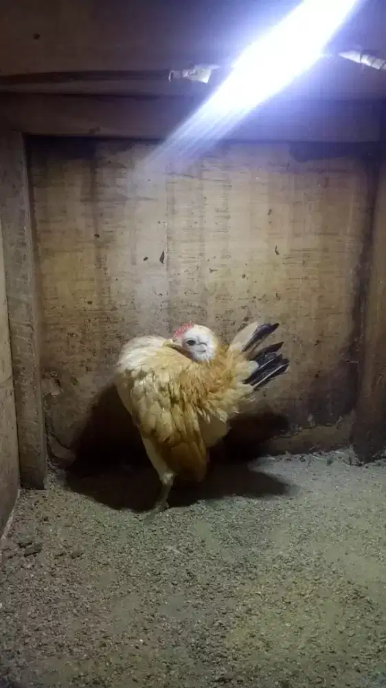 Ayam serama betina indukan