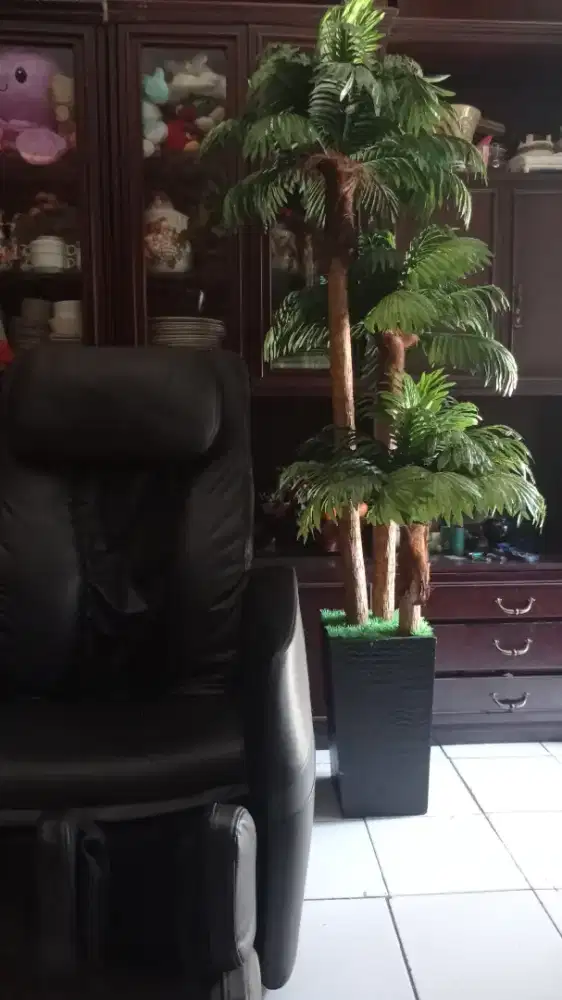 DIJUAL POHON HIASAN RUMAH BESAR