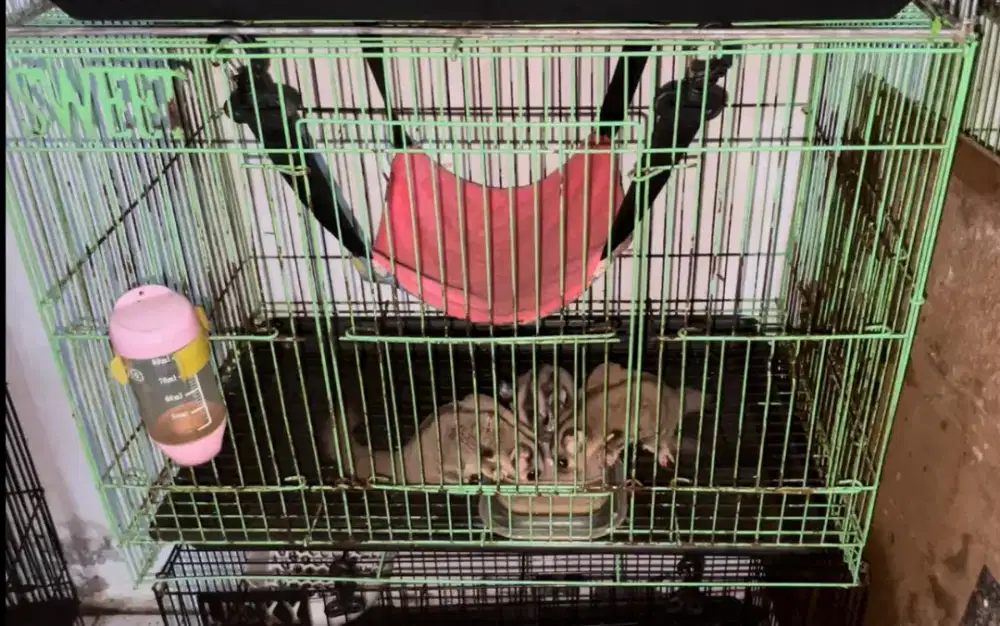 Sugar glider grey