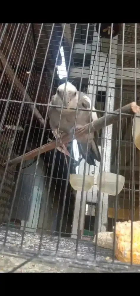 Falk siul jinak lagu udah banyak