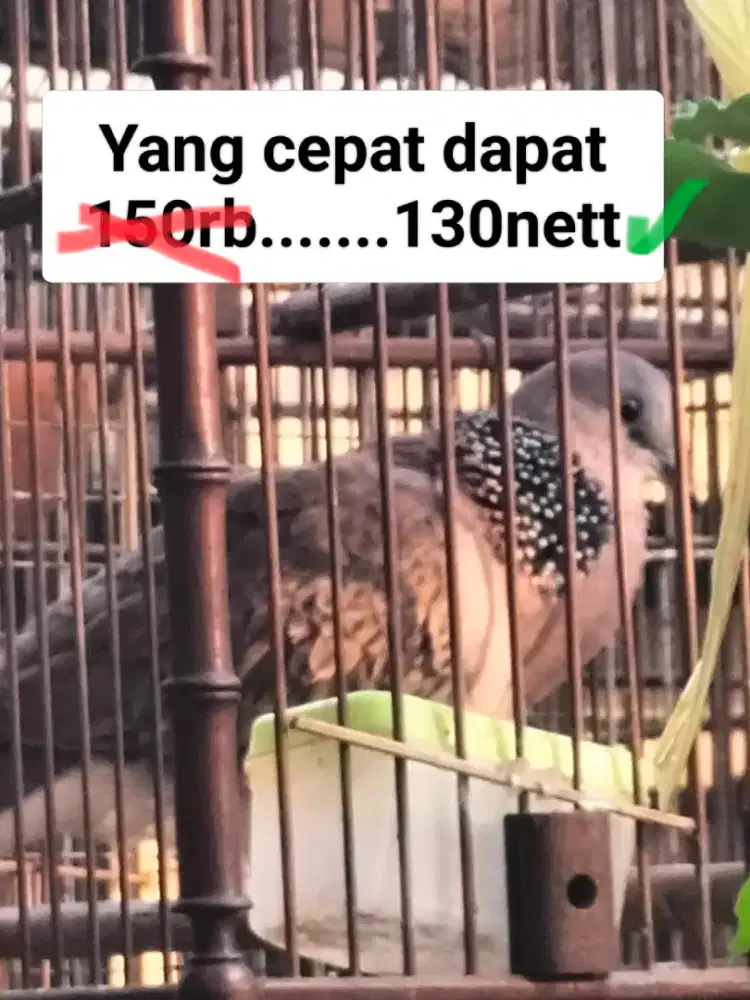 BURUNG TEKUKUR KUKU1
